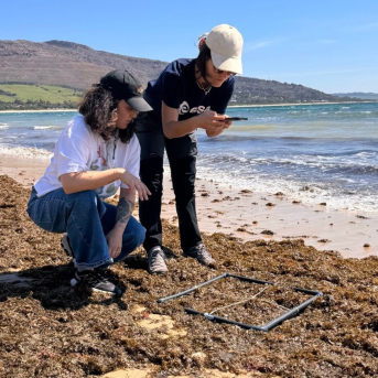 Un proyecto impulsa el primer mapa de alga asiática y cangrejo azul en la costa andaluza