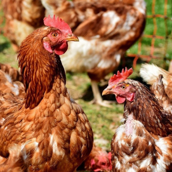 El Govern mantiene en marcha el control sanitario de aves en Catalunya