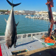 Levantá de atún rojo en la almadraba de Barbate, la primera en hacerlo en la provincia de Cádiz AYUNTAMIENTO DE BARBATE