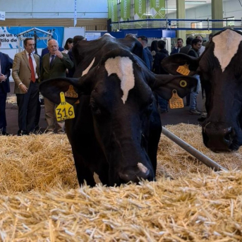 Nieto recorre la Feria Agroganadera de Los Pedroches y destaca que cada año mejora
