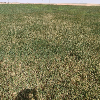 ASAJA Aragón alerta de la grave situación de los cultivos de secano si no llueve y bajan las temperaturas