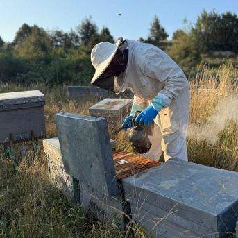 Agricultura convoca 1,76 millones en ayudas al sector apícola valenciano para 2026