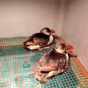 El Centro de Fauna de Sobrescobio atendió a 318 animales en 2025, la mayoría aves