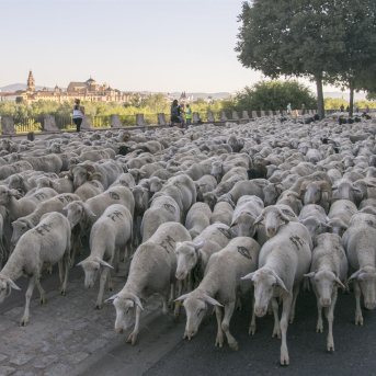 La Universidad de Córdoba lidera la primera radiografía socioproductiva de la trashumancia en España