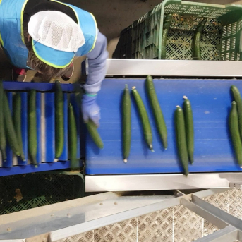 La patronal agraria defiende su postura “realista” ante el convenio del manipulado por el alza de costes y del SMI