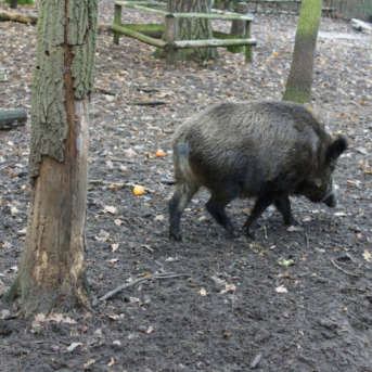 Cantabria activa la emergencia cinegética por jabalí en cinco municipios para intensificar su control