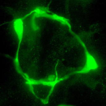 Marca de serotonina en las neuronas VC del nematodo 'C. Elegans' modificado genéticamente. ANDREA MILLÁN-TREJO (IBV-CSIC)