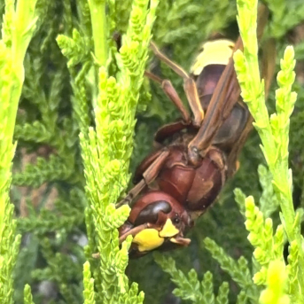 El IAS-CSIC localiza plantas clave para la actividad de reinas de avispón oriental en Córdoba y refuerza su control El IAS-CSIC localiza plantas clave para la actividad de reinas de avispón oriental en Córdoba y refuerza su control