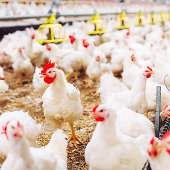 Emergencia sanitaria para frenar la enfermedad de Newcastle en granjas avícolas valencianas