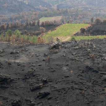 Unións Agrarias reclama a la Xunta levantar el veto al pastoreo en áreas quemadas el último verano
