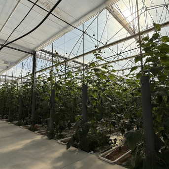 Un invernadero puntero en El Ejido aspira a cosechar pepino ecológico todo el año con máximo control climático
