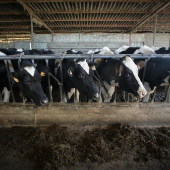 Susinos reivindica el relevo generacional como clave para el porvenir de la ganadería en Cantabria