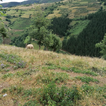 El Principado invertirá 204.646 euros en reforestar montes de tres parroquias de Cangas del Narcea
