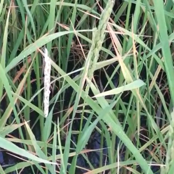 Valencia solicitará al Ministerio permiso excepcional para usar fitosanitarios contra la ‘pyricularia’ del arroz