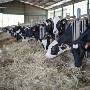 Cantabria extiende hasta el 31 de julio las restricciones frente a la Dermatosis Nodular Contagiosa