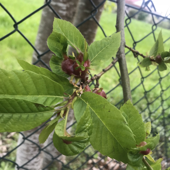 La Plataforma del Castañar advierte de focos de avispilla en la Sierra de Huelva