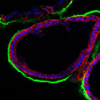 Recrean el entorno de la fecundación con un modelo experimental en 3D para mejorar las técnicas de reproducción asistida CSIC