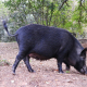 Cataluña activa un plan para controlar el jabalí en las Terres de l’Ebre ante el riesgo de tuberculosis animal