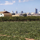 Agricultura refuerza la formación rural en la Comunitat Valenciana para impulsar competitividad y empleo