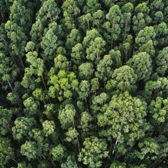 COPADE busca combatir la deforestación con 'Bosques vivos', una iniciativa para concienciar a más de 50.000 personas FUNDACIÓN COPADE