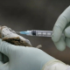 Ratón en una prueba de hantavirus | Europa Press
