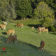 La industria agroalimentaria gallega con sello de calidad eleva un 5,6% su valor