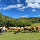 El Principado impulsa la sanidad animal con 500.000 euros en ayudas para vacunas ganaderas