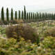 El Consejo Regulador de Jerez reclama a la Junta más fondos para la reestructuración del viñedo