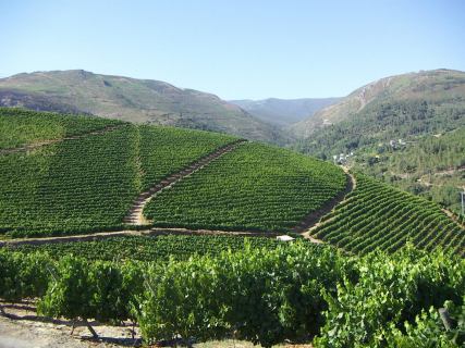 Godeval cumple 40 años como bodega clave en la recuperación del godello