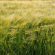 Imagen de un campo de cereal. GOBIERNO DE NAVARRA