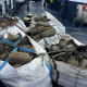 Gardacostas de Galicia decomisa más de 5.260 kilos este año con el pulpo y el erizo como principales objetivos