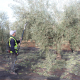Andalucía suma 1,4 millones de hectáreas ecológicas y eleva un 12,5% sus almazaras sostenibles