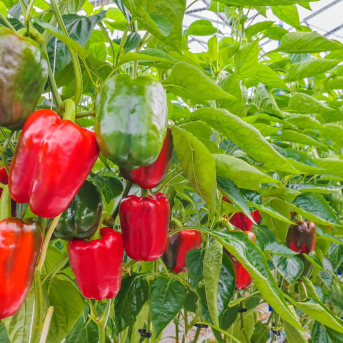 Andalucía se mantiene al frente de las exportaciones agroalimentarias en España al rebasar los 3.000 millones hasta febrero de 2026