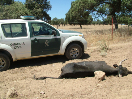 Una de las 36 vacas muertas de sed halladas por el Seprona en Dos Torres. GUARDIA CIVIL