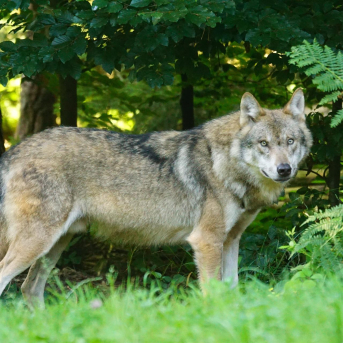 Cantabria aplaude que la Justicia le dé la razón con su Plan del Lobo: “Nada nuevo bajo el sol” Cantabria aplaude que la Justicia le dé la razón con su Plan del Lobo: “Nada nuevo bajo el sol”