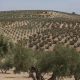 Cooperativas pide igualdad territorial en la rebaja de módulos fiscales del olivar en Jaén