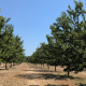 La cosecha de almendra en Baleares caerá un 12,6% la próxima campaña
