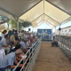 La Diputación de Huelva entrega 76 cerdos ibéricos selectos y reactiva la subasta de puja a la llana
