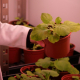Plantas en laboratorio.