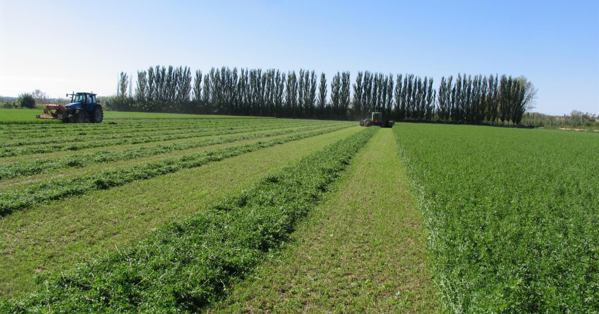 Aragon remains at the forefront in alfalfa despite cutting its production by 14% in one year
