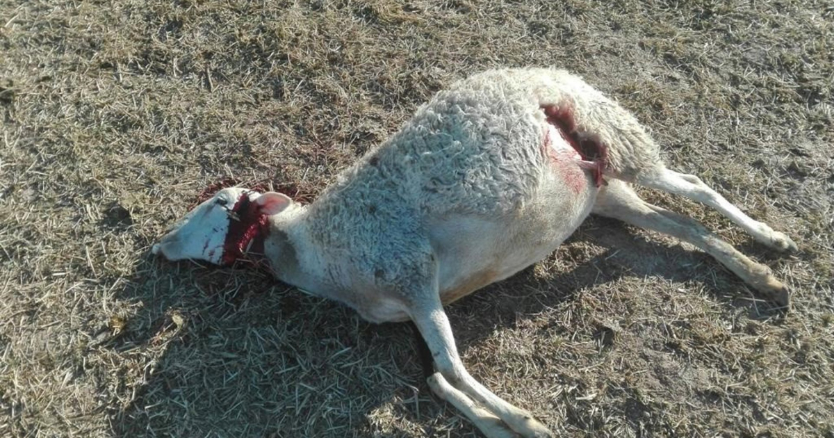 Aragon aligns with the autonomous majority to claim control of the wolf due to damage to livestock