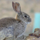 Conejo de monte. WWF