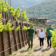 Sierra del Oso renueva su bodega y aspira a crear el primer blanco IGP Tierra de Liébana