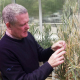 Un científico inspeccionando el grano cultivado en ensayos en invernaderos. UNIVERSITY OF ADELAIDE