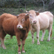 Cantabria y los criadores de razas cárnicas sellan un convenio para impulsar el bovino de carne