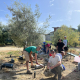 Soil O-Live inicia pruebas en olivar para limpiar pesticidas y recuperar cobre del suelo
