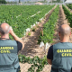 La Unió advierte de un 30% menos de robos en el campo valenciano en 2025 pero caen un 35% los delitos esclarecidos