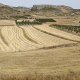 Las cooperativas recortan un 9,5% la previsión de cereal y la dejan en 18,6 millones de toneladas