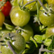 Los agricultores extremeños alertan de caídas de hasta el 40% en la cosecha de tomate por las olas de calor