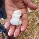 Asaja reclama que el cereal dañado por granizo en Los Vélez entre en las ayudas por heladas del almendro